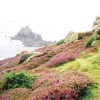 Heather on cliffs at Lands End