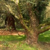 Ness Botanical Gardens, Neston, Wirral