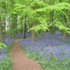 Blue Bell Wood (Coton Manor?)