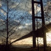 The Humber bridge behind the winter trees at Sunset