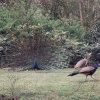 Peacock displaying on the grounds at Leeds Castle.