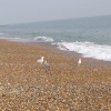 Seagulls!