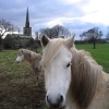 Ponies at Ticknall