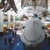 Mammals
