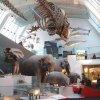 Natural History Museum