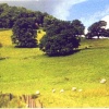 Sheep graze on a hillside over Lake Ullswater, Cumbria.