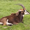 Chester Zoo