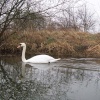 Ferry Meadows