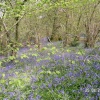 Bluebell Wood, Pamphill, Dorset