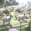 Sheep on the Moor