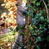 The squirrels they play near the picnic tables At Royal Victoria Country Park Netley Hampshire.