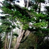 A picture of Royal Victoria Country Park