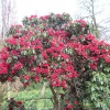 Holland Park, London