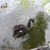 St. James Park, London