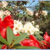 Exbury Gardens April 2004