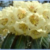 Exbury Gardens April 2004