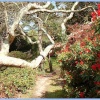 Fallen Tree at Exbury Gardens, 2004.