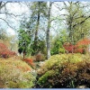 Exbury Gardens April 2004