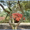 Tree shapes at Exbury Gardens