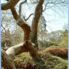 Tree shapes at Exbury Gardens