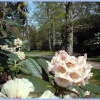 Woodland Path at Exbury Gardens, Hampshire