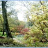 Woodland Path at Exbury Gardens, Hampshire