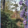Woodland Path at Exbury Gardens, Hampshire