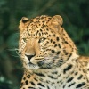 Amur leopard