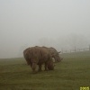 Rhinos in the Mist at Longleat Safari Park, Wiltshire