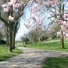 Blossom on the trees in a small park in the town center of Aldershot, Hampshire