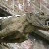 Gargoyle on Winkleigh Church, Devon
