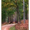 The tranquility of The New Forest.  This was taken not far from Lyndhurst. Nr Bodre Wood.