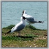 Gulls like to wait for food from visitors at Milford-on-Sea, Hampshire