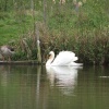 Wild-life at Lakeside Park Eastleigh, Hampshire