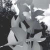 The Doves of Peace: Manchester