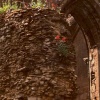 Flowering Wall at Glastonbury Abbey: Glastonbury, Somerset