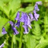 Bluebells along old Canal path, Chippenham, Wiltshire. Spring 2005