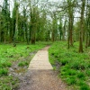 Vincents Wood, Chippenham, Wiltshire. Spring 2005
