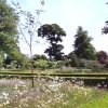Wild Flowers at Hinton Ampner Gardens