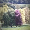 Tree colours at Hinton Ampner, Hampshire