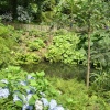 the jungle in the Lost Garden of Heligan