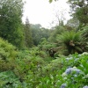the jungle in the Lost Garden of Heligan