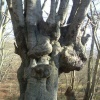 Strange Pollards at Epping Forest