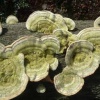 Fungi