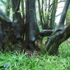 Bluebells in April. Epping Forest, Essex