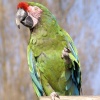 Parrot at Twycross Zoo