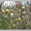 Furzy Gardens. . Spring comes to Furzy