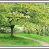 Trees at Furzy Gardens.
