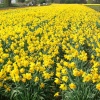 Field of Daffodils. Pinchbeck, Lincolnshire