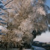 Frosty Morning in Pinchbeck, Lincolnshire